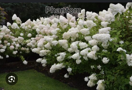 Bugás Hortenzia Phantom