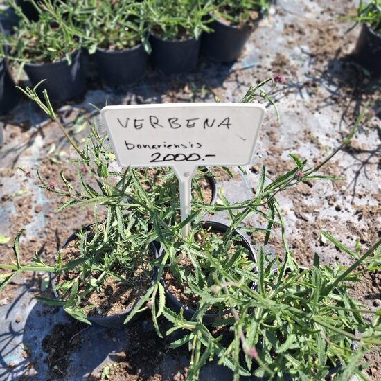 Ernyős verbéna