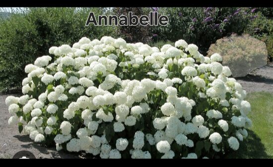 Annabelle hortenzia