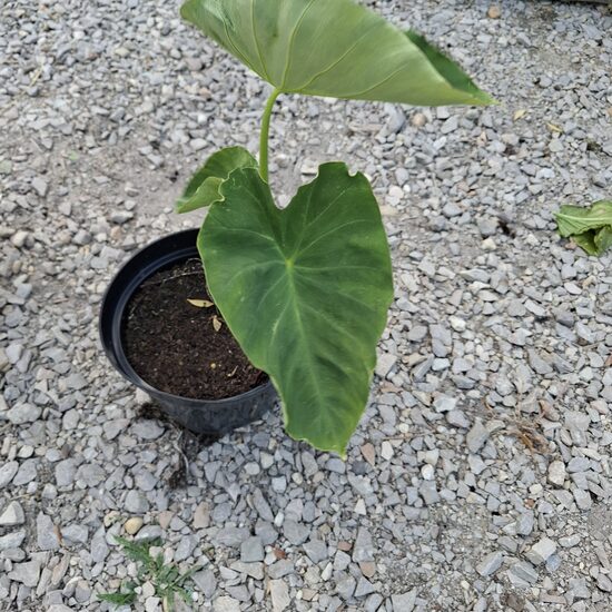 Colocasia esculanta "elefántfül"