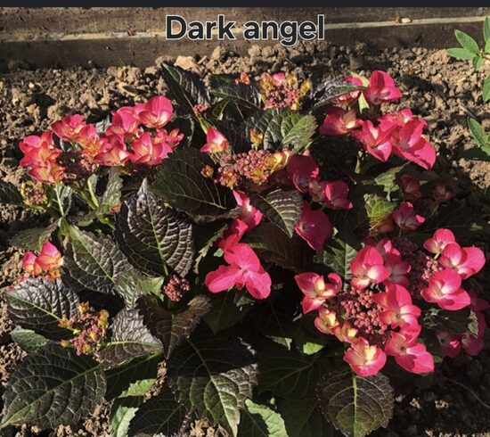 Hydrangea macrophylla "Dark angel"
