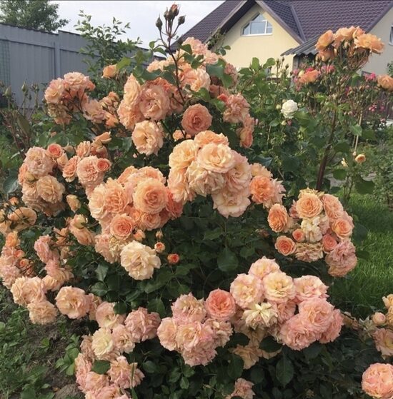 Rózsa "Bentheimer Gold"