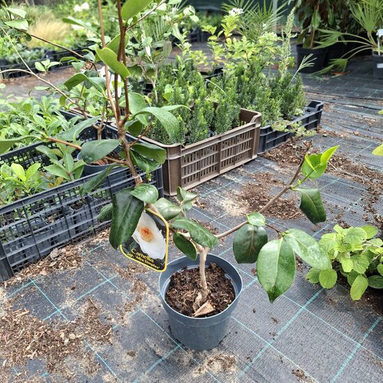 Camelia