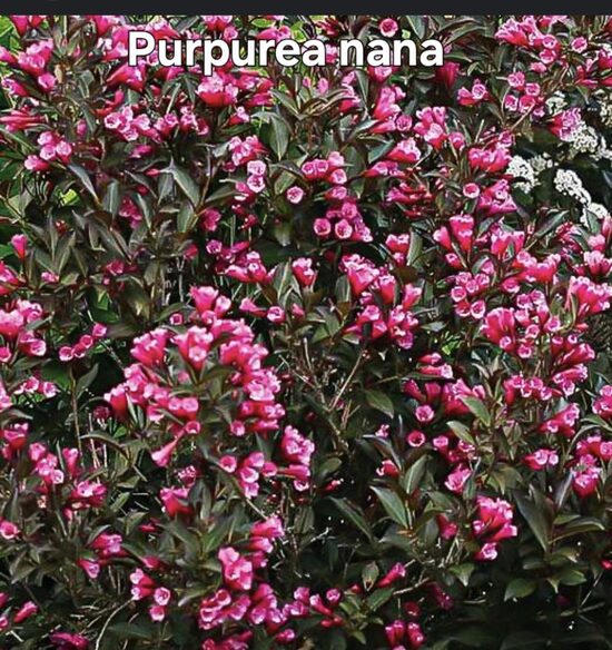 Rózsalonc"atropurpureum nana"