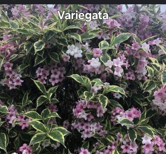 Rózsalonc " Wariegata"
