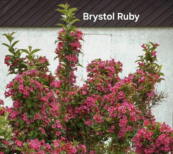 Rózsalonc "Brystol Ruby