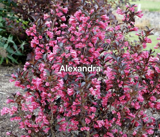 Rózsalonc"Alexandra"