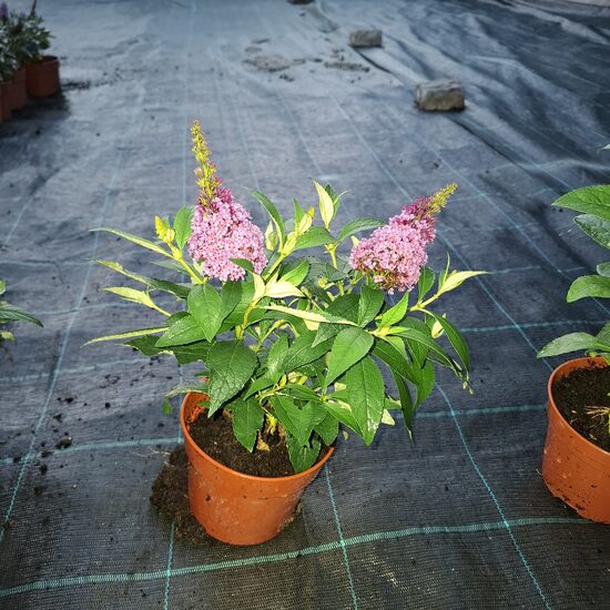 Törpe nyári orgona " Pink"