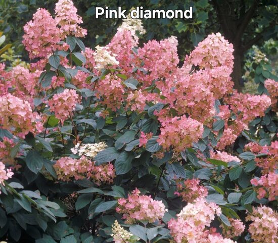 Pink Diamond hortenzia