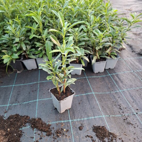 Oszlopos babérmeggy "Fűrészes levelű" 25-45cm