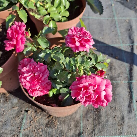 Rose " Pink the fairy"