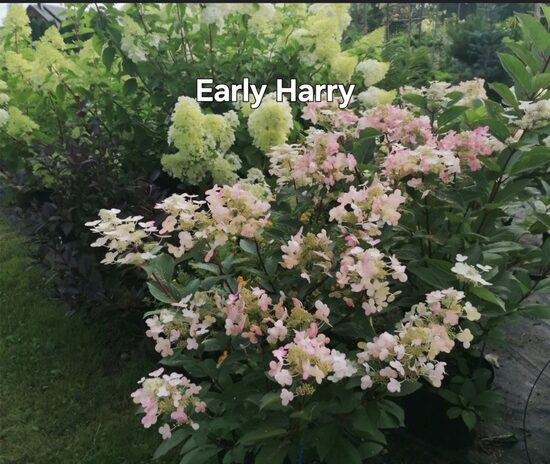 Early Harry