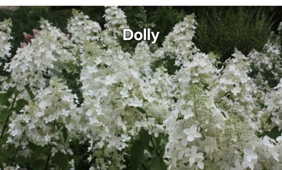 Dolly bugás