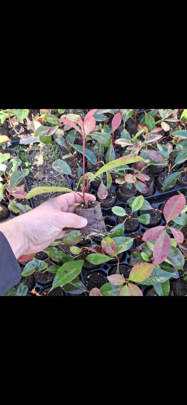 Korallberkenye "RedRobin"