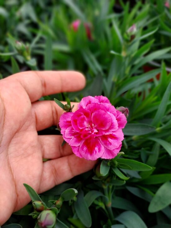 Szegfű (középrózsaszín)