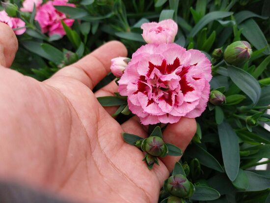 Szegfű (Halvány rózsaszín , szemcsés)