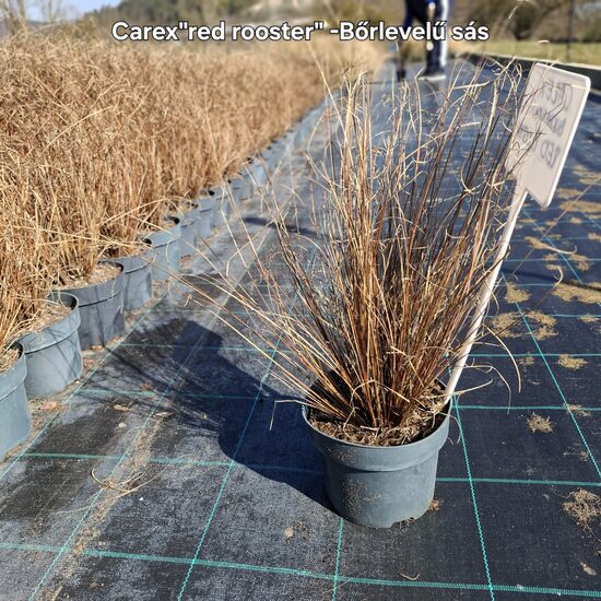 Bőrlevelű sás-Carex"red rooster"