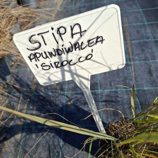 Új-zélandi szélfű