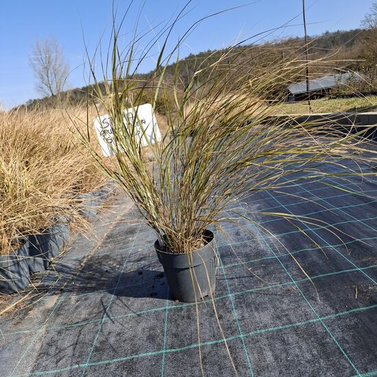 Új-zélandi szélfű