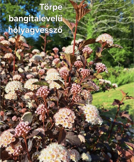 Törpe bangitalevelű hólyagvessző