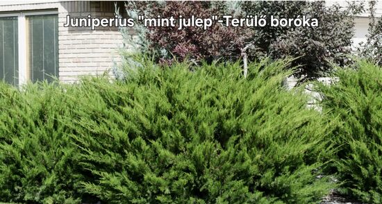 Terülő boróka