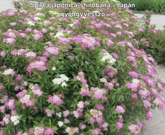 Spirea japonica "shirobana"-Japángyöngyvessző