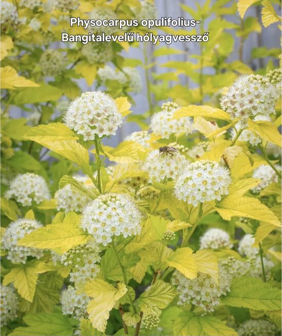 Bangitalevelű hólyagvessző(sárga)