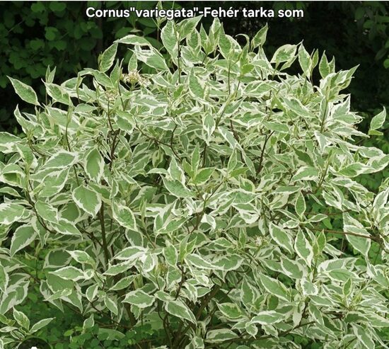 Cornus"variegata"-Fehér-tarka som