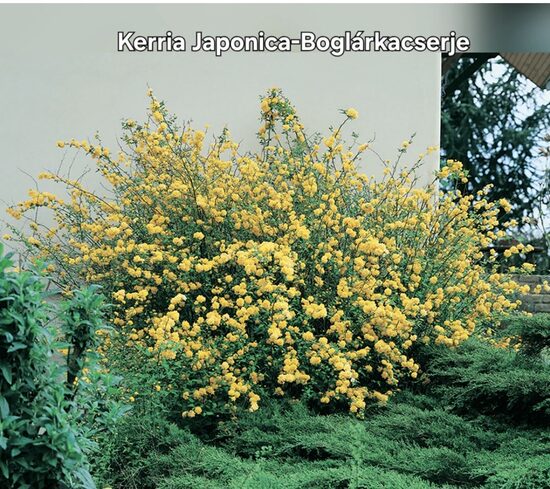 Kerria japonica-Boglárkacserje