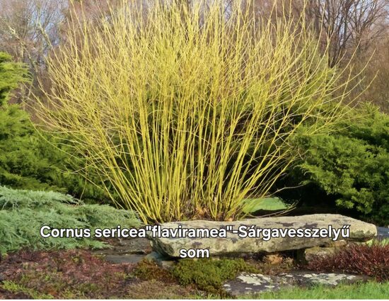 Cornus sericea"flaviramea"-Sárgavesszejű som