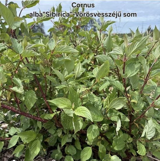 Cornus sericea"flaviramea"-Vörösvesszejű som