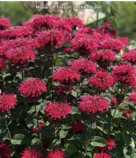 Monarda"fireball"-Méhbalzsam