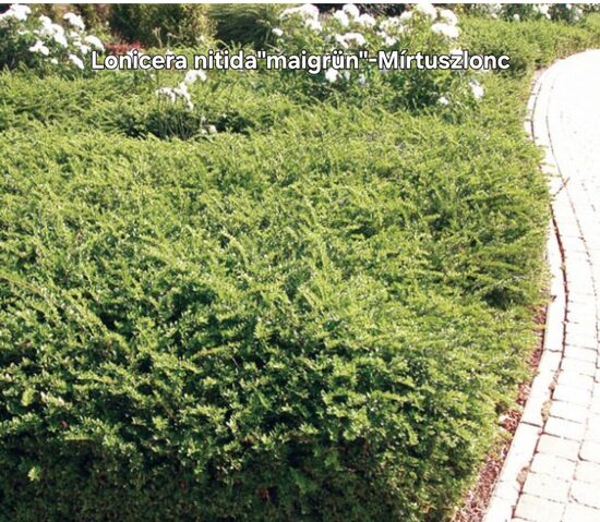 Lonicera nitida"maigrün"-Mírtuszlonc