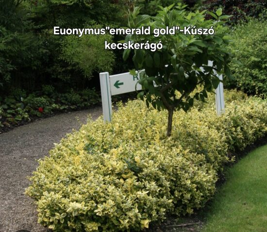 Euonymus"emerald gold"-Kúszókecskerágó