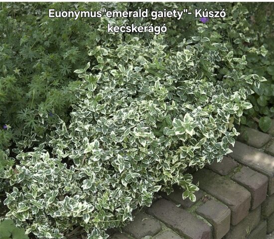 Euonymus"emerald gaity"-Kúszókecskerágó