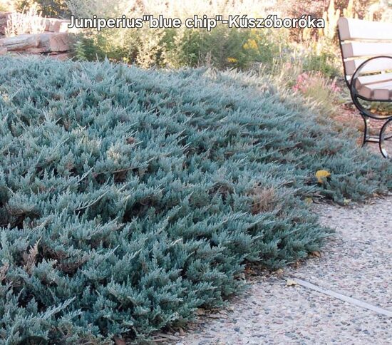 Juniperius "blue chip"-Kúszóboróka2 literes begyökerezett kiszerelésben 