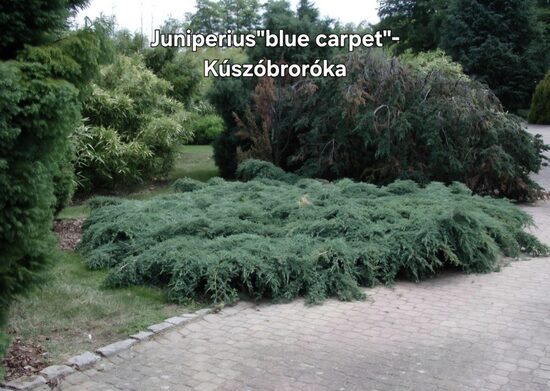 Juniperius "blue carpet"-Kúszóboróka