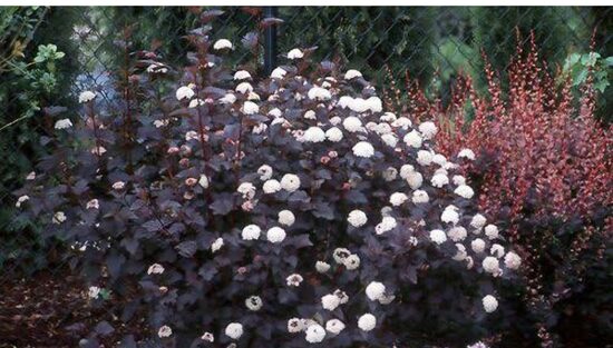 Bangitalevelű hólyagvessző(bordó)