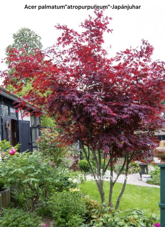 Japánjuhar"acer palmatum atropurpureum"