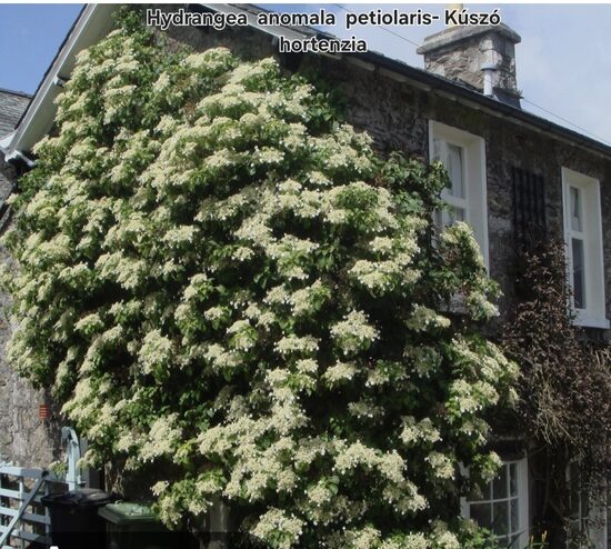 Kúszó hortenzia 