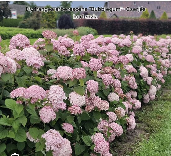 "Bubblegum"-Cserjés hortenzia(Hydrangea arborescens)