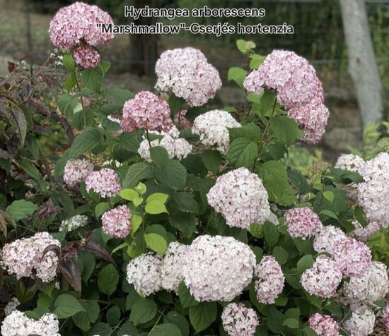 Marshmallow-Cserjés hortenzia (Hydrangea arborescens)