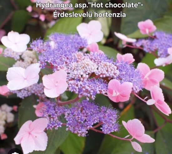Hydrangea serr. Hot chocolate hortenzia