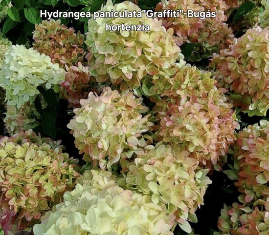 Bugás Hortenzia"Graffiti"