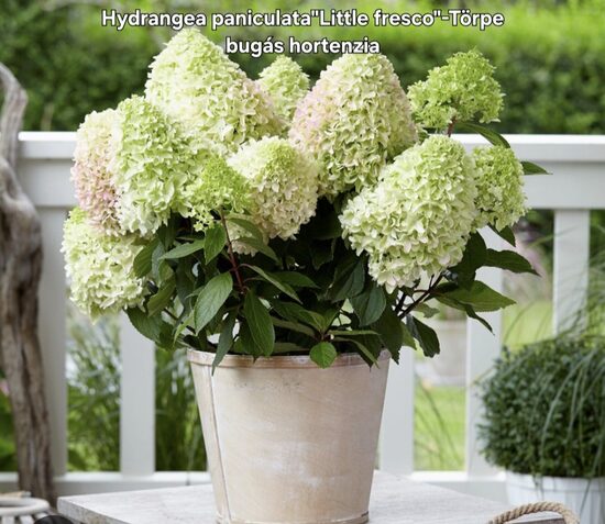 Törpe bugás hortenzia"Little Fresco"