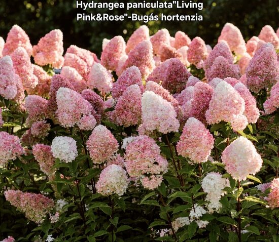 Bugás hortenzia"Living pink&Rose"