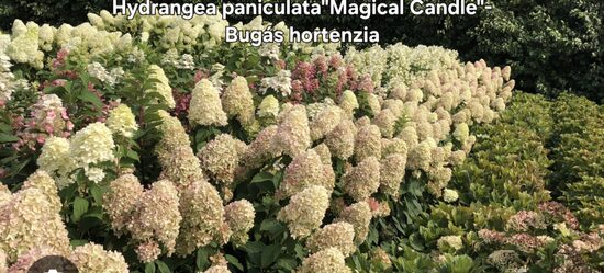 Bugás hortenzia"Magical candle"