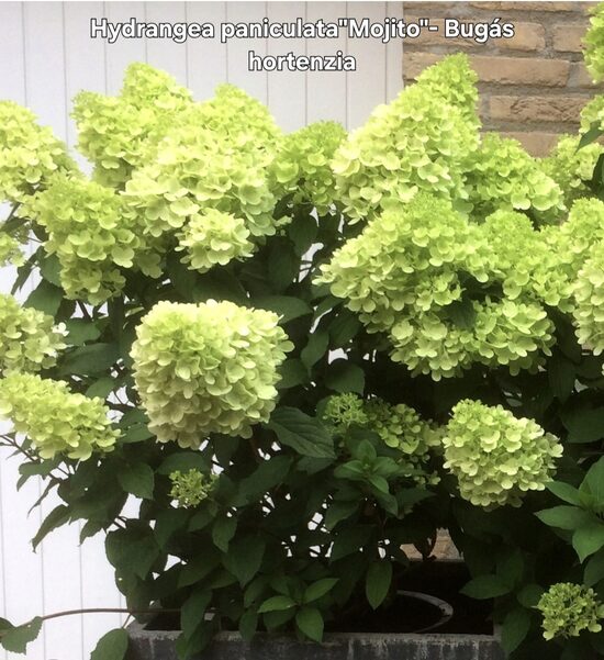 Bugás hortenzia"Mojito"