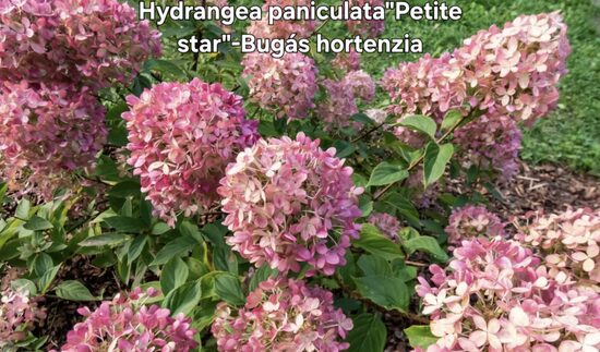 Bugás hortenzia"Petite star"