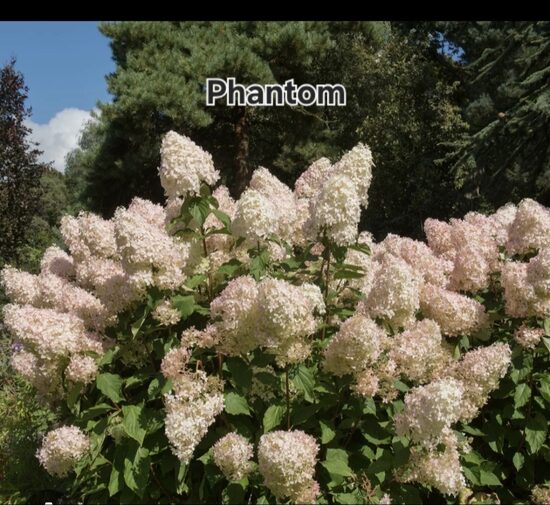 Bugás hortenzia -Phantom (Hydrangea paniculata)